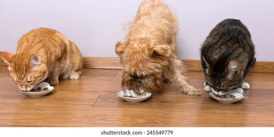 why would a dog eat kittens