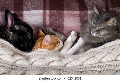 Two cats and a dog sleeping together on the bed under the blanket - Shutterstock ID 402342031