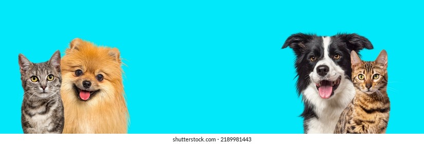 Two Cats And Two Dogs Panting With Happy Expression Together On Blue Background, Banner Framed Looking At The Camera