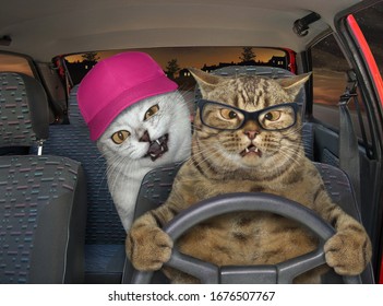 2,949 Cat driving car Images, Stock Photos & Vectors | Shutterstock