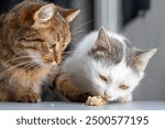 Two cats eat meat with pleasure