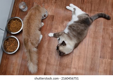 Two Cats Eat On The Floor From Bowls Of Cat Food. View From Above.