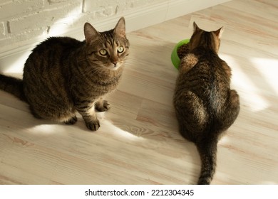 Two Cats Eat Together On The Kitchen Floor