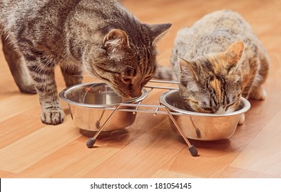 Two Cats Are Eating From A Bowl