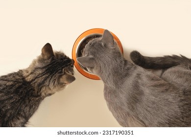 Two Cats Eating from Bowl. Feline Eats Food, Licking Tongue. Cat Feeding Isolated Neutral Background. Tabby Cat Eating Meat, Meal, Looking up, Down. Top View. Pet Food Banner. Domestic Animals Food - Powered by Shutterstock