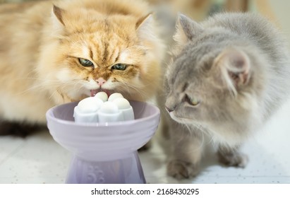 Two Cats Eating A Ckae