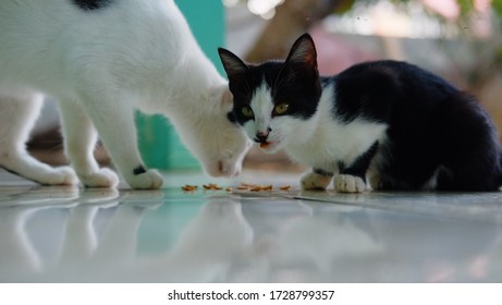 Two Cats Eating On Floor. Hungry Cat. 