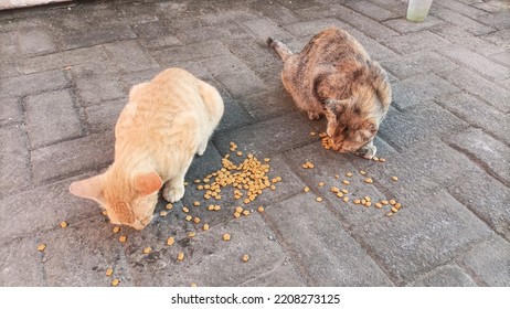 Two Cats Eating On Outside