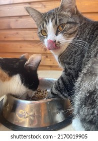 Two Cats Eating From The Shiny Bowl