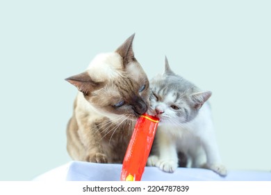 Two Cats Eating Snacks On Blue Background. Cat Using Tongue To Lick Red Envelope Cat Treats.Cats Eat Delicious Snacks.