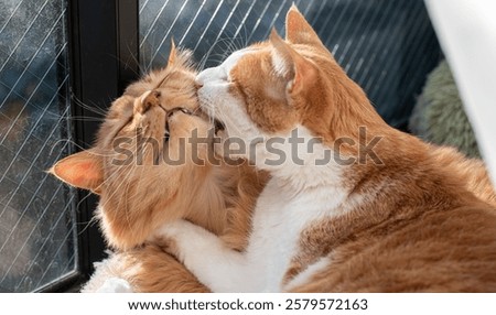 Two cats fighting and biting each other