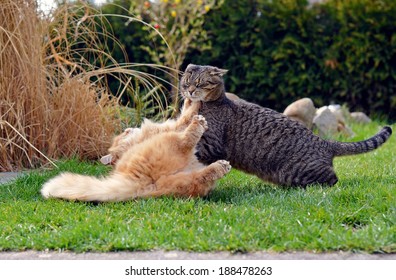 Two Cats Fighting On The Garden