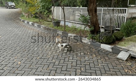 Two cats fighting on a paved street.