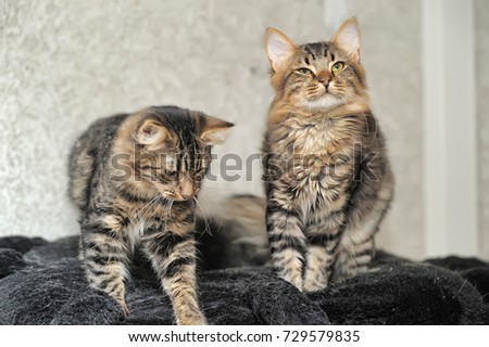 two cats fluffy twins