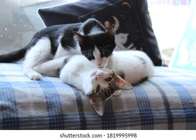 Two Cats Grooming By A Window Seat