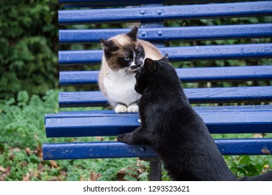 Two Cats Grooming Each Other At The Park