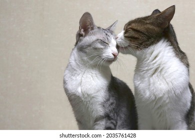 Two Cats Grooming Each Other