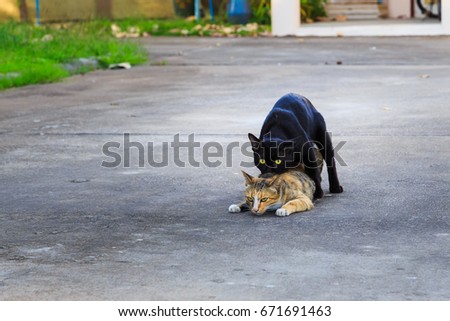 dogs and cats having sex Kelly adventures sex game help