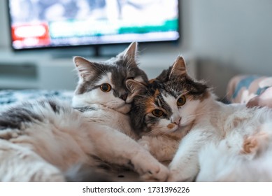 Two Cats Hugging Each Other