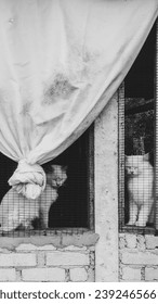 Two cats hypnotised at the window