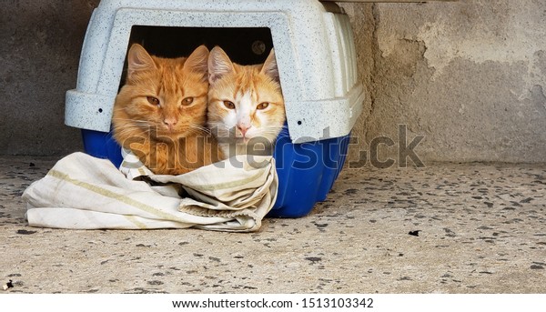 cat carrier for two cats