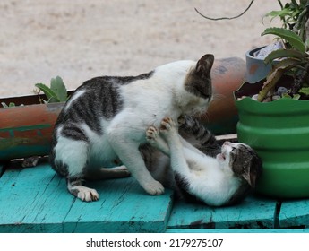 Two Cats Joking Around During The Day.