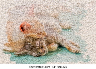 Hund Katze Maus Stock Photos Images Photography