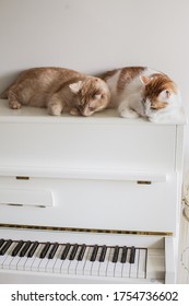 Two Cats Laying Down On A White Piano