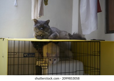 Two Cats Laying Down Together