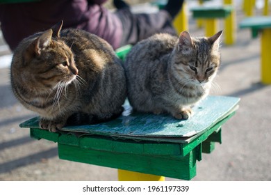 Two Cats Laying Down Under The Sun On A Green Bench 