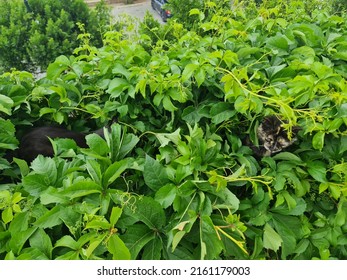 Two Cats Laying In Green Leafs.