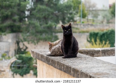 Two Cats Laying Lazy On A Balcony In Gravina, Southern Italy