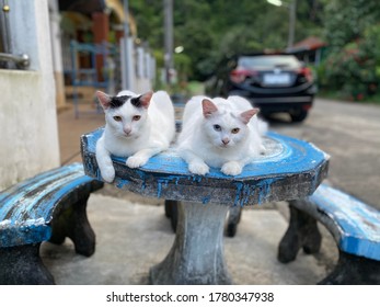 Two Cats Laying On The Blue Table.