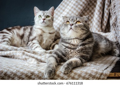 Two Cats Laying On The Fabric Material.