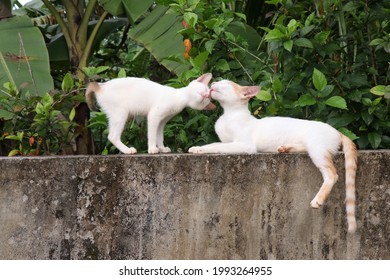 Two Cats Licking Each Other