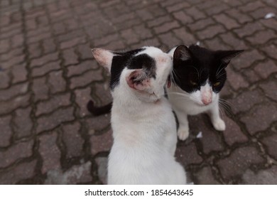 Two Cats Licking Each Others Heads