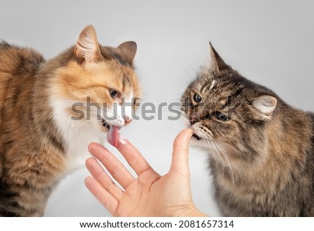 Two cats licking yoghurt from female hand. Closeup. A cute female calico or torbi kitty and a female senior tabby cat with tongue out and yogurt all over the face are licking pet owners fingers.
