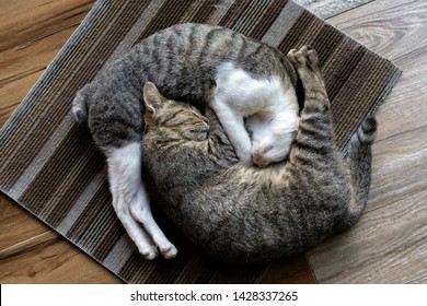 two cats lie in the yin yang position on the rug on the porch of a Buddhist temple