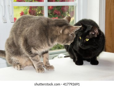 Two Cats Looking At Each Other Suspiciously, In Front Of A Window