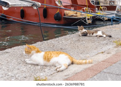 Two cats lounge by the waters edge near colorful boats in a serene harbor. Turkish port in Fethiye