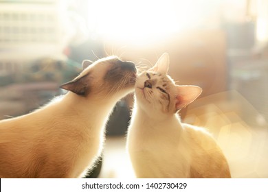 Two cats loving each other , Cleaning by licking hair. - Powered by Shutterstock