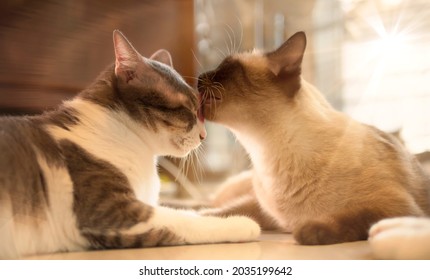 Two Cats Loving Each Other, Cleaning By Licking Hair. 