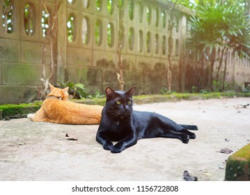 Two cats ly lazily,relax in house yard on old rustic concrete walkway.One is black,shiny fur and yellow eyes.The other is orange tabby show its back to camera.Old concrete fence as background. - Powered by Shutterstock