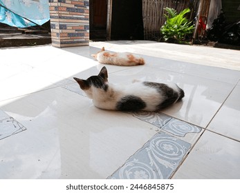 Two cats lying black and white and orange and white on the terrace of the house