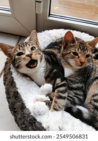 Two cats lying in a cat bed meowing - Zwei Katzen liegen in einem Bett und maunzen