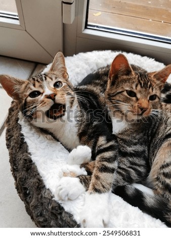Two cats lying in a cat bed meowing - Zwei Katzen liegen in einem Bett und maunzen