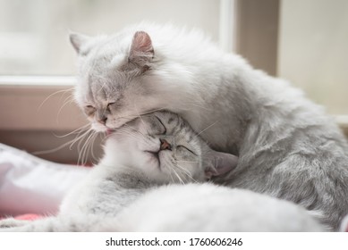 Two Cats Lying On Red Bed At Home In Winter Day