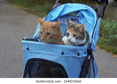 cat stroller for two cats