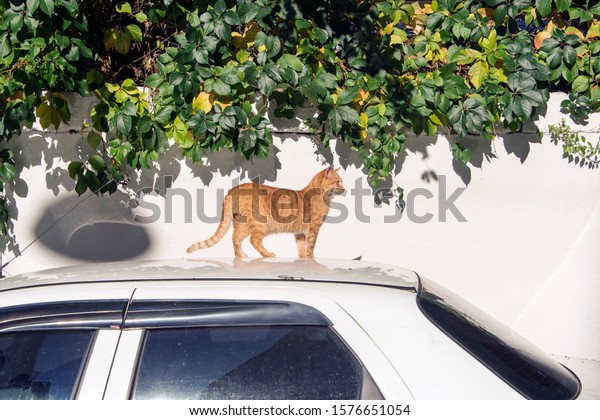 Two cats on the\
car