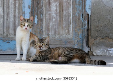 Two Cats On A Greek Island